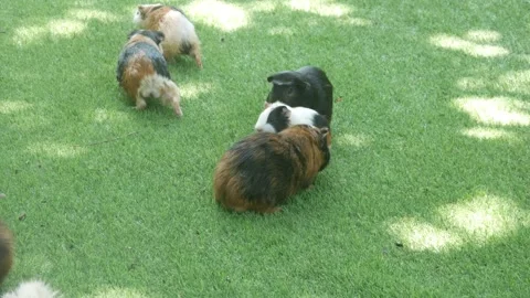 A group of guinea pigs on green grass Stock Footage 315630224