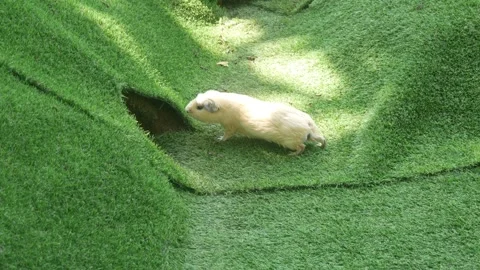 A group of guinea pigs on green grass Stock Footage 315630295