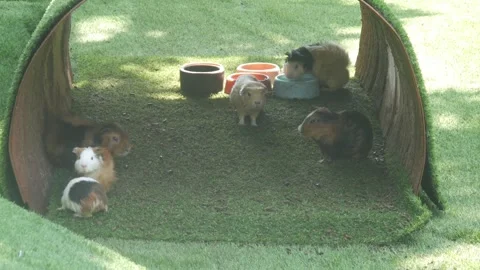 A group of guinea pigs on green grass Stock Footage 315630326