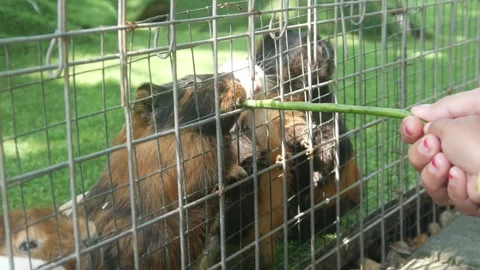 A group of guinea pigs on green grass Stock Footage 315630372