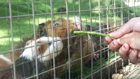 A group of guinea pigs on green grass Stock Footage 315630375