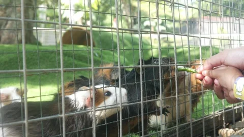 A group of guinea pigs on green grass Stock Footage 315630376