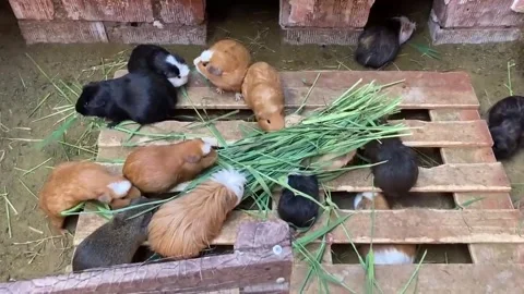 A group of guinea pigs inside a cage eating Video stock 314075803
