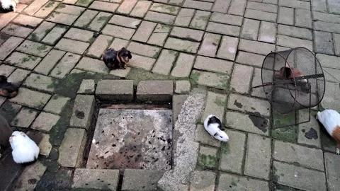 Group of Guinea Pigs Running Around Paved Yard Slot Stock Footage 339636348