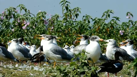 Group Of Gulls Birds Stock Footage 171365714