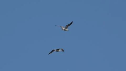 Group of Gulls Flying Together Across Blue Sky in Nuuk Greenland Stock Footage 345535865