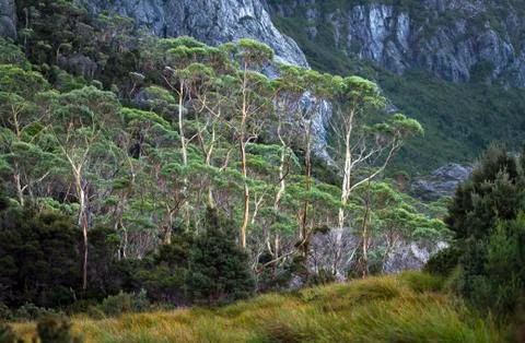 A group of gum trees (or eucalypt trees) with white shiny bark in Tasmania Stock Photos