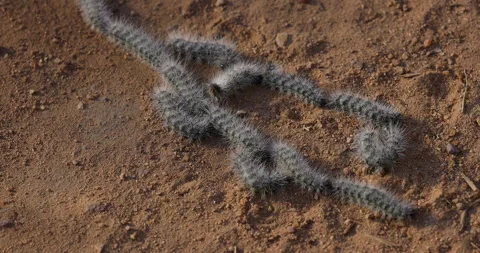 A group of hairy caterpillars Stock Footage 303366487