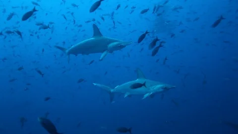 Group of hammerhead shark swims synchronously underwater Pacific Ocean. Stock-Footage 104627970