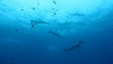 Group of hammerhead shark swims synchronously underwater Pacific Ocean. Stockbeeldmateriaal 118802379
