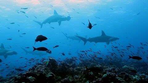 Group of hammerhead shark swims synchronously underwater Pacific Ocean. 動画素材 118802487