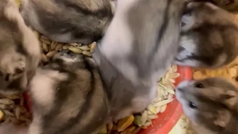 A group of hamsters approach the feed and eat deliciously. Hamsters eat grain Video stock 250029307