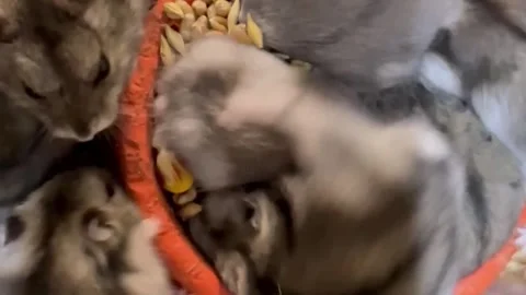 A group of hamsters eats grain from one plate. Beautiful gray hamsters. Vertical Stock Footage 250028784
