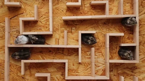 A group of hamsters in a maze are wandering in dead ends looking for a way out. Vídeos de archivo 242525980