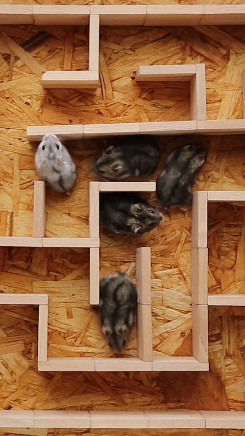 A group of hamsters in the maze diverge in different directions Video stock 242466896