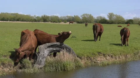 Group of handsome Cows by waters edge Video stock 154169395