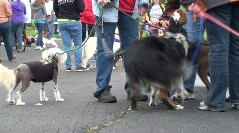 Group of happy dogs Stock Footage 697237