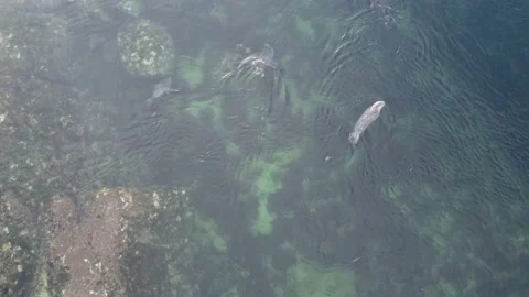 Group of Harbor Seals Floating on the Current in Puget Sound 스톡 동영상 220448976