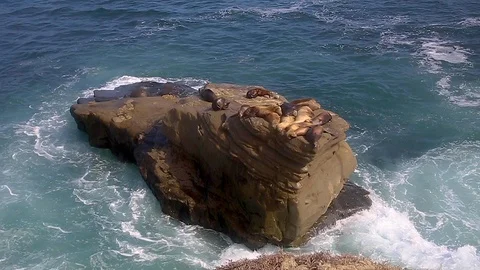 Group of Harbor Seals Stock Footage 122190211