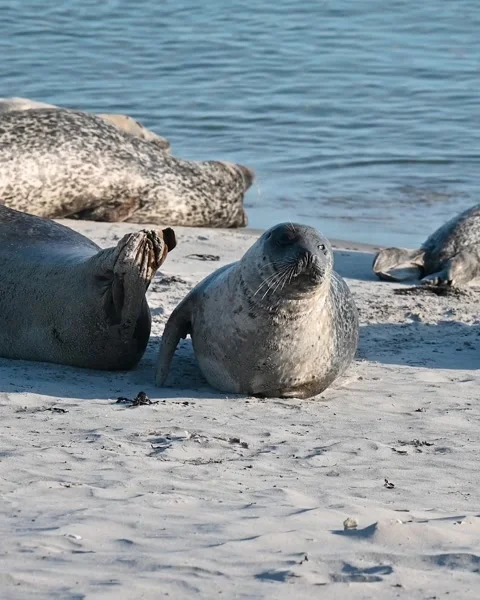 Group of harbor seals resting. Stock Footage 317453734