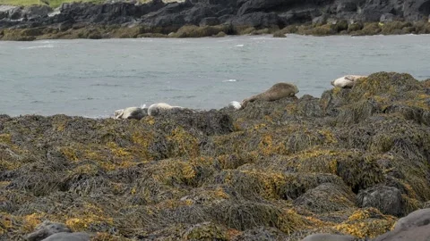 Group of Harbor Seals Resting on Kelp-Covered Rocks Along the Icelandic Coast Stock Footage 339636885