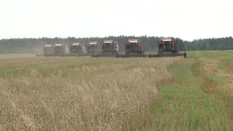 A group of harvesters on a large farm field harvest summer wheat Video stock 123965150