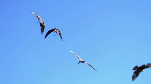 Group of hawk bird flying in slow motion. wildlife animals background Stock Footage 72865293