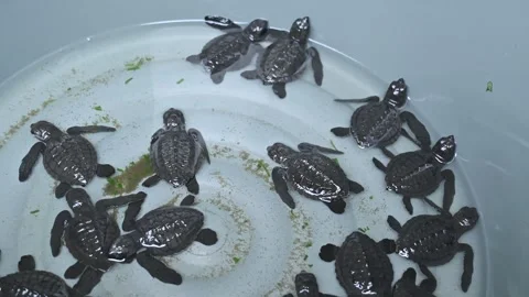 A group of hawksbill turtle hatchlings in a basin, ready to be released to sea Stock Footage 332903799