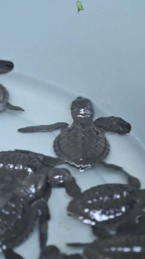 A group of hawksbill turtle hatchlings in a basin, ready to be released to sea Stock Footage 332904272