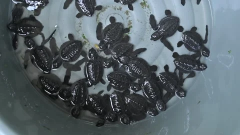 A group of hawksbill turtle hatchlings in a basin, ready to be released to sea Stock Footage 332904650