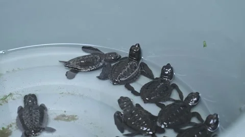 A group of hawksbill turtle hatchlings in a basin, ready to be released to sea Stock Footage 332905095