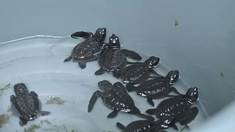 A group of hawksbill turtle hatchlings in a basin, ready to be released to sea Stock Footage 332905474