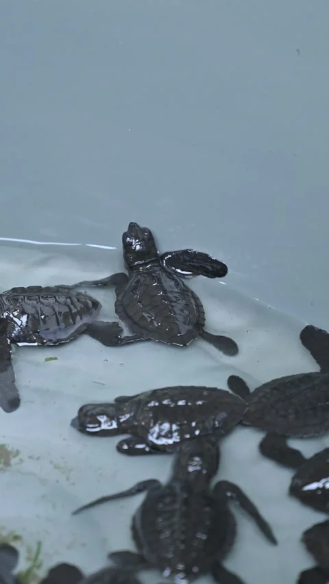 A group of hawksbill turtle hatchlings in a basin, ready to be released to sea Stock Footage 332905596