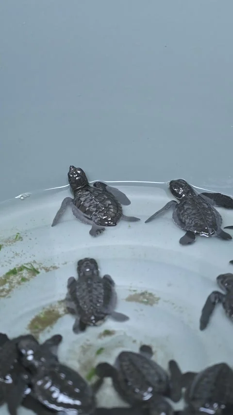 A group of hawksbill turtle hatchlings in a basin, ready to be released to sea Stock Footage 332905651