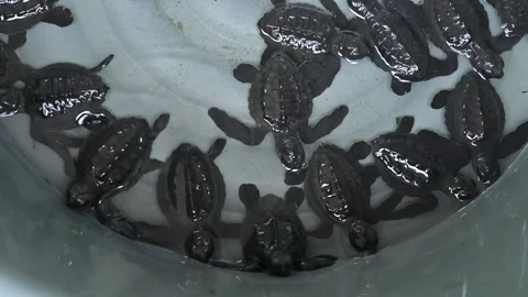 A group of hawksbill turtle hatchlings in a basin, ready to be released to sea Stock Footage 332906693