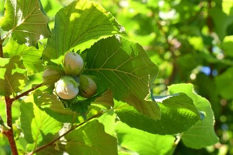 A group of hazelnut nuts on a branch. Stock Photos