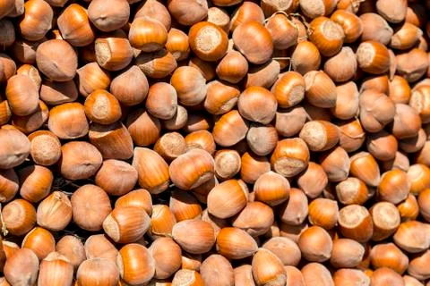 Group of Hazelnuts Stock-Fotos