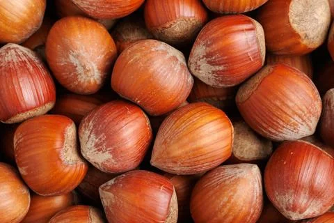 Group of hazelnuts in shell 写真素材