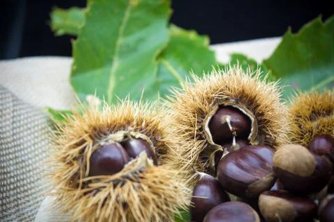 Group of hedgehogs and chestnuts Stock Photos