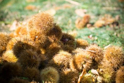 Group of hedgehogs of chestnut on blur background Stock Photos