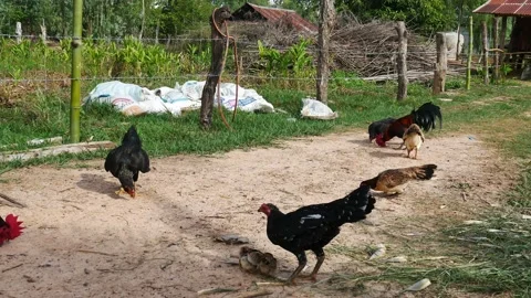 Group of hen in nature. Stock Footage 132339410