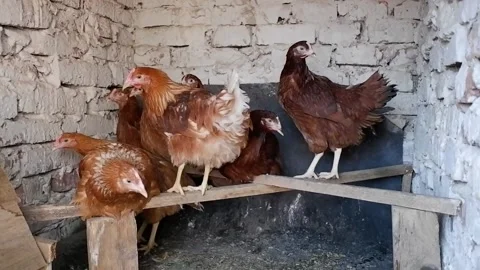 Group of hens inside chicken coop in henhouse. Stock Footage 146259048