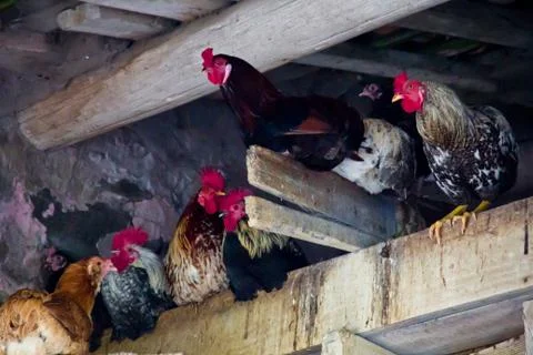 Group of hens Stock Photos