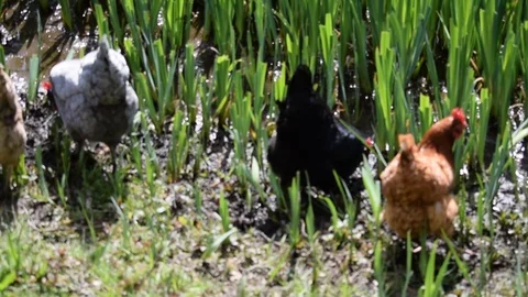 Group of Hens at Riverbank Stock Footage 86642854