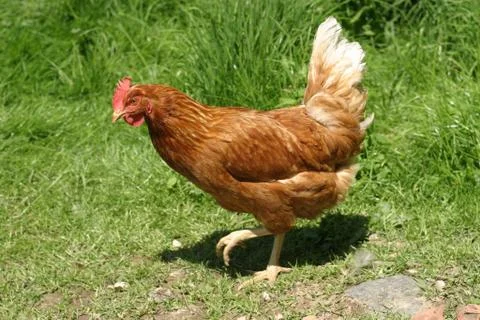 Group Of Hens With Rooster Stock Photos