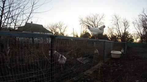 Group of Hens With Rooster At The Sunset in The Countryside Wilderness Stock Footage 59618800