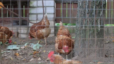 A group of hens walking Stock Footage 119957140