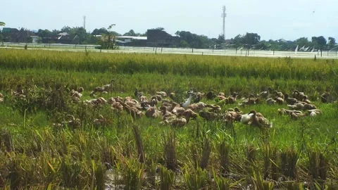 A Group Herd Of Domestic Ducks In A Rice Field Stock Footage
