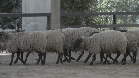 GROUP HERD OF SHEEPS WITH WOOL WALKING IN SLOW MOTION FARM FIELD Stock Footage 100775132