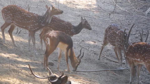 A group herd of spotted deer grazing in the woods in forest Stock Footage 146173738